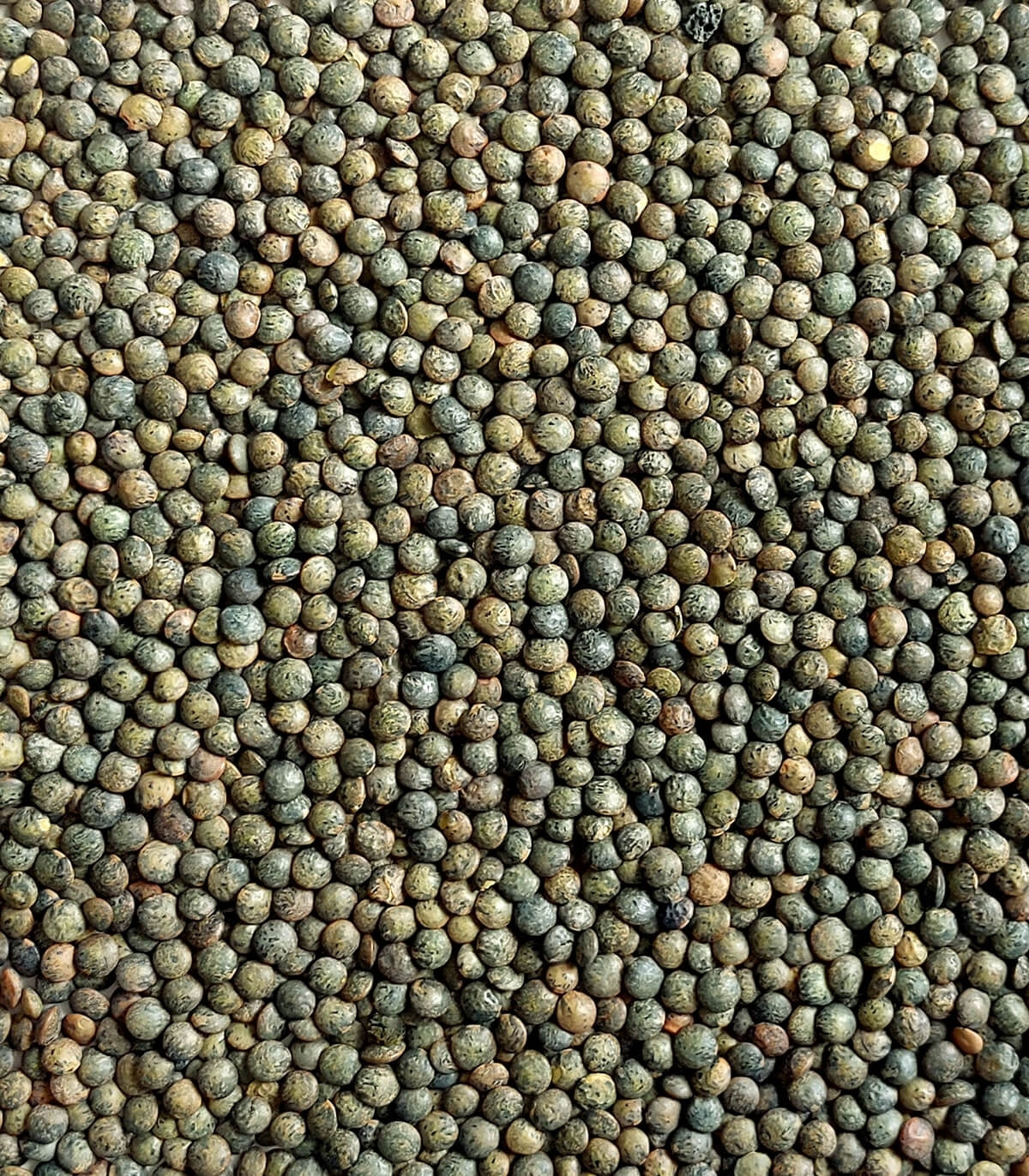Le Puy Green Lentils Sabarot 500g - 17.6oz